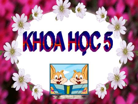Bài giảng Khoa học Lớp 5 - Con người và sức khỏe - Vũ Thị Thu Hương