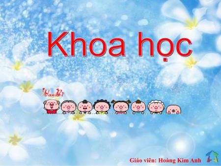 Bài giảng Khoa học Lớp 5 - Tuần 8: Phòng bệnh viêm gan A - Hoàng Kim Anh Bài giảng Khoa học Lớp 5 - Tuần 8: Phòng bệnh viêm gan A - Hoàng Kim Anh