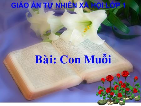 Bài giảng Tự nhiên và Xã hội Lớp 1 - Con muỗi