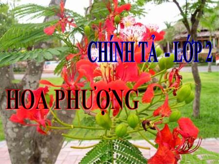 Bài giảng Chính tả Lớp 2 - Tuần 29: Hoa phượng