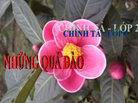 Bài giảng Chính tả Lớp 2 - Tuần 29: Những quả đào