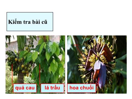 Bài giảng Chính tả Lớp 3 - Hũ bạc của người cha Bài giảng Chính tả Lớp 3 - Hũ bạc của người cha