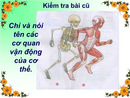 Bài giảng Tự nhiên và Xã hội Lớp 2 - Tuần 2: Bộ xương