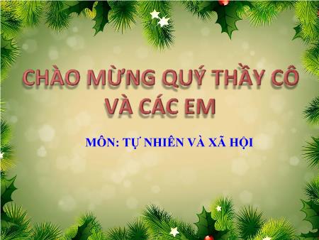 Bài giảng Tự nhiên và Xã hội Lớp 3 - Bài 43: Rễ cây (Tiết 1)