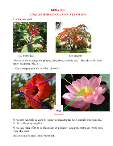 Nội dung bài học môn Khoa học, Lịch sử và Địa lí Lớp 5 - Tuần 26 - Trường TH Chí Linh